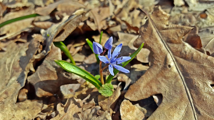 scilla bifolia, blue star, alpine squill, two leaf squill, scilloideae, HD wallpaper