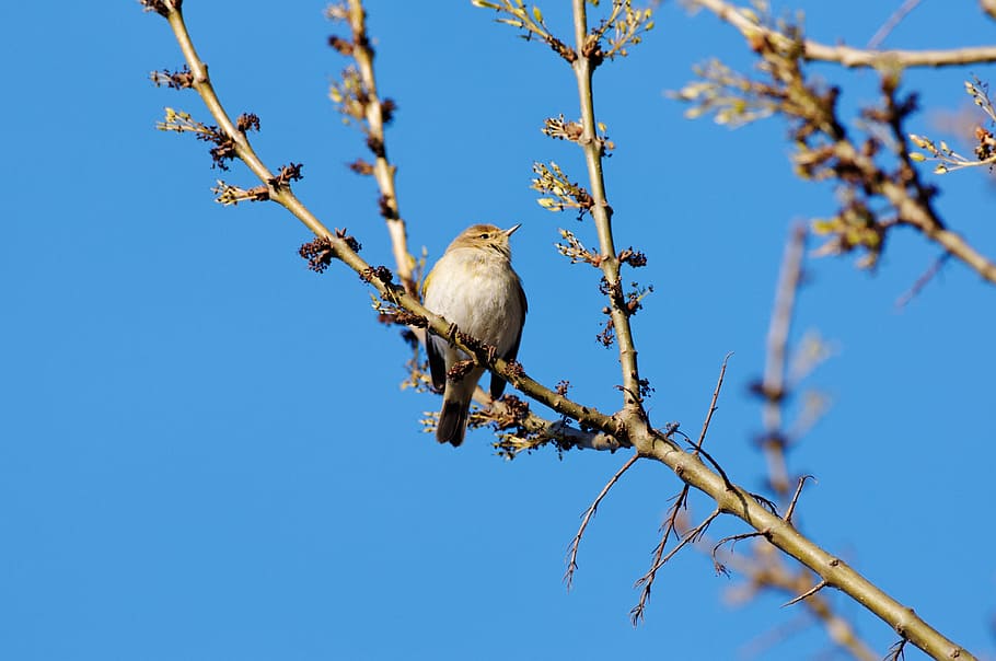 Spring, Birds, Nature, animal wildlife, one animal, animals in the wild HD wallpaper