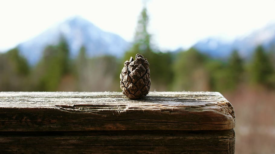pine cones, small, mountains, panorama, view, bank, wood, focus HD wallpaper