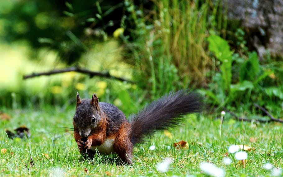 Squirrel, Nager, Rodent, Cute, Nature, cheeky, animal, garden HD wallpaper