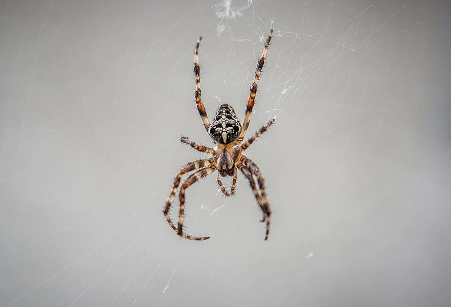 spider, spnnentier, arachnid, spider Web, animal, nature, spooky HD wallpaper