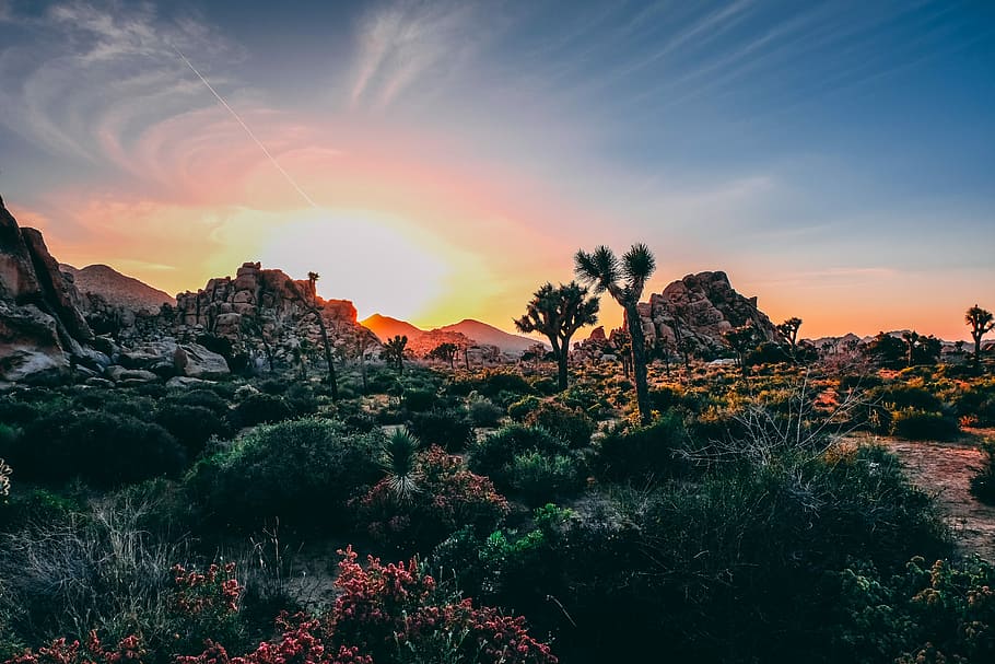 mountain with tree and grass during blue hour, growing trees on mountain under sun panoramic photography HD wallpaper