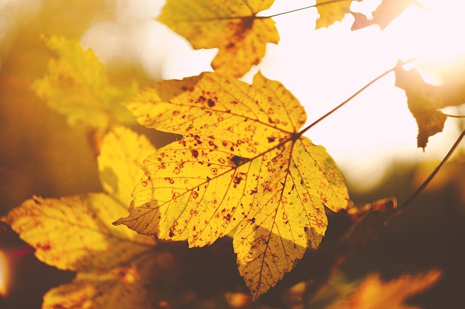 leaf, autumn, fall, nature, plant part, change, close-up, no people HD wallpaper