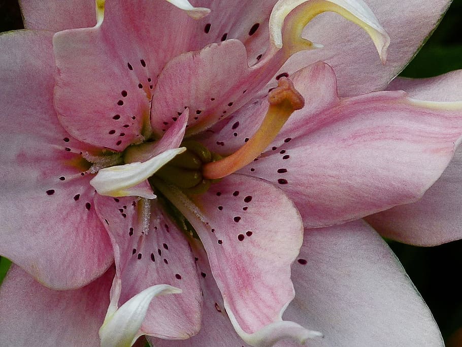 Lily, Macro, Flower, Nature, Garden, red, plant, pink Color HD wallpaper