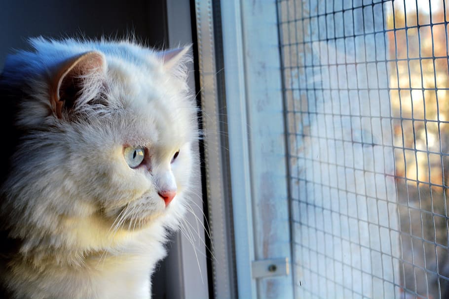 Cat, Eyes, Pane, White, pets, domestic Cat, animal, cute, kitten HD wallpaper