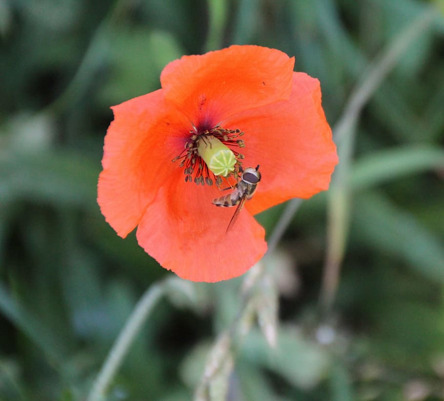 wasp, insect, blossom, bloom, poppy, red poppy, wild flowers HD wallpaper