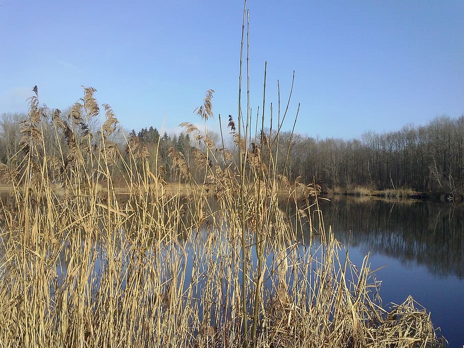 reed, lake, mirroring, plant, sky, tranquility, water, beauty in nature HD wallpaper