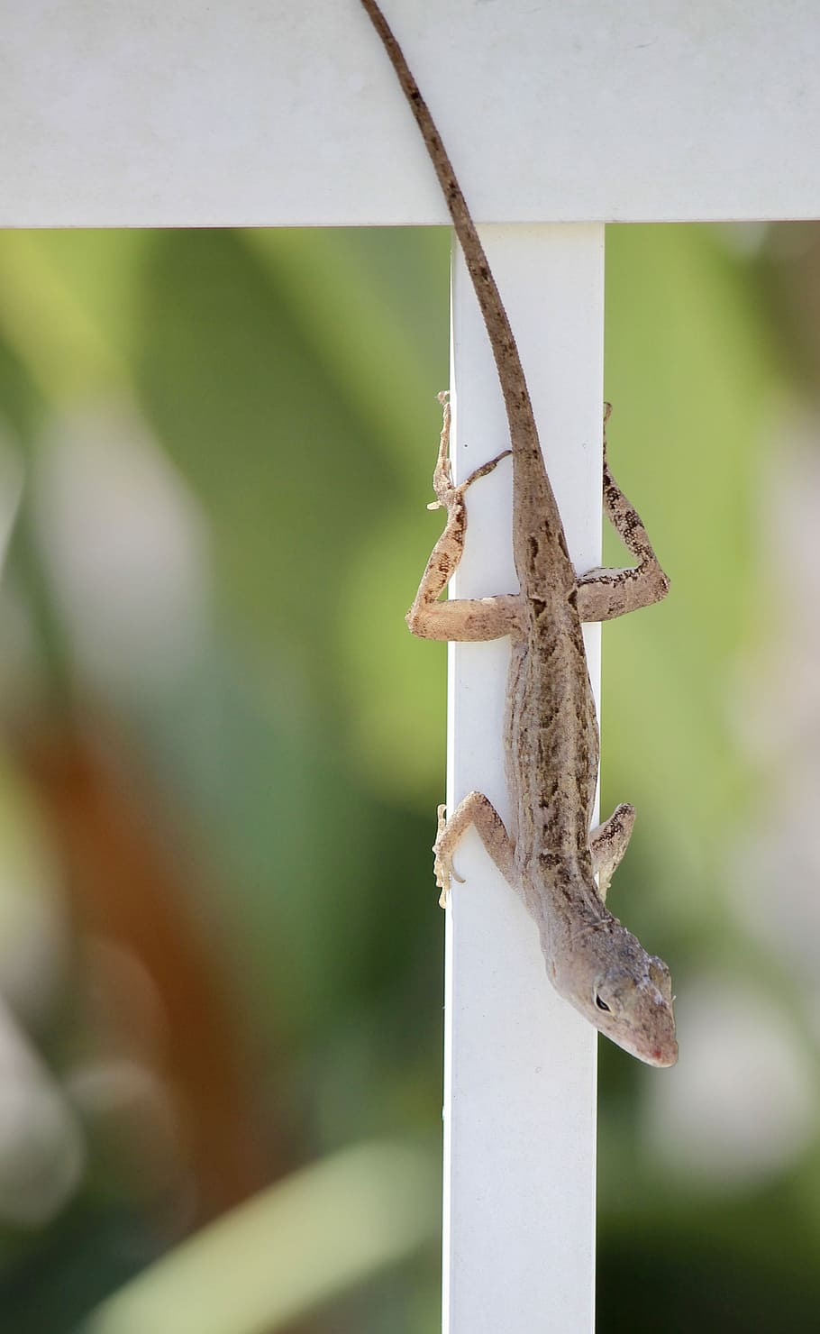 brown lizard in bokeh photography, brown lizard, reptile, fence, HD wallpaper