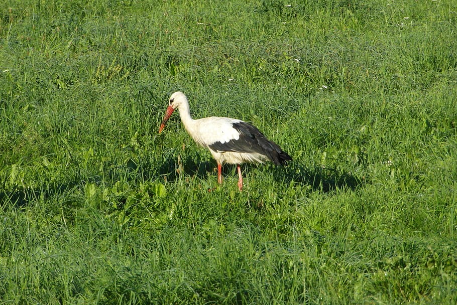 stork, bird, flying, meadow, animal, animal themes, vertebrate HD wallpaper
