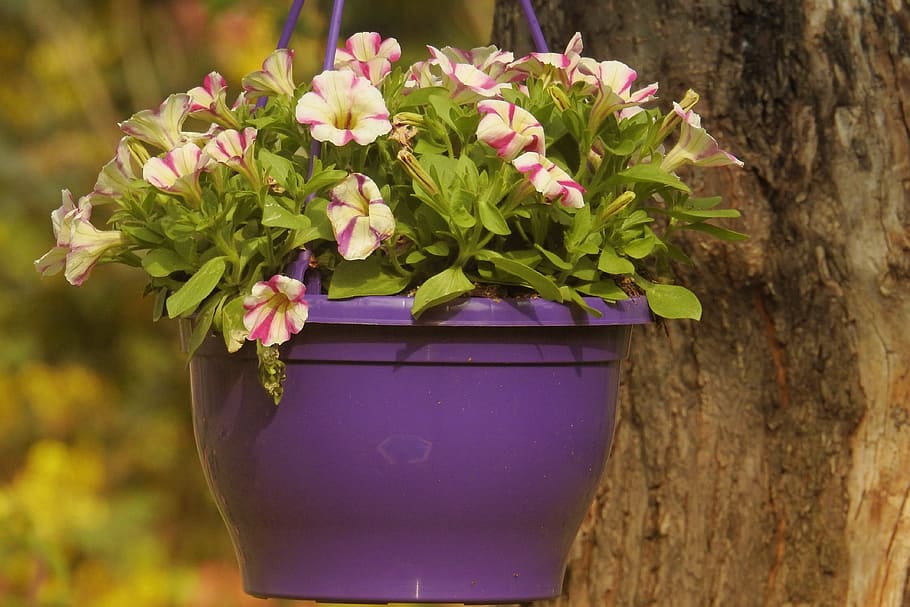 Petunia, Coloured, Spring, Flowers, multi coloured, bloom, plant HD wallpaper