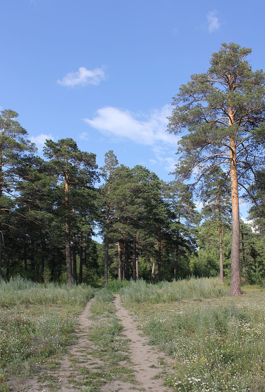 landscape, glade, bor, forest park, summer, sky, clouds, tree