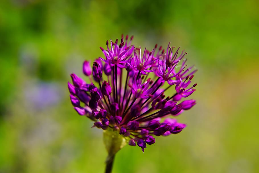 Flower, Blossom, Bloom, Purple, Nature, plant, close, purple flower HD wallpaper