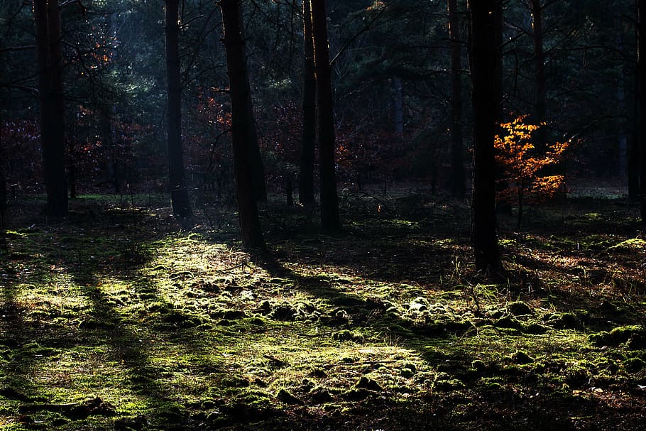 forest, autumn, light, light beam, lighting, tree, nature, outdoors HD wallpaper