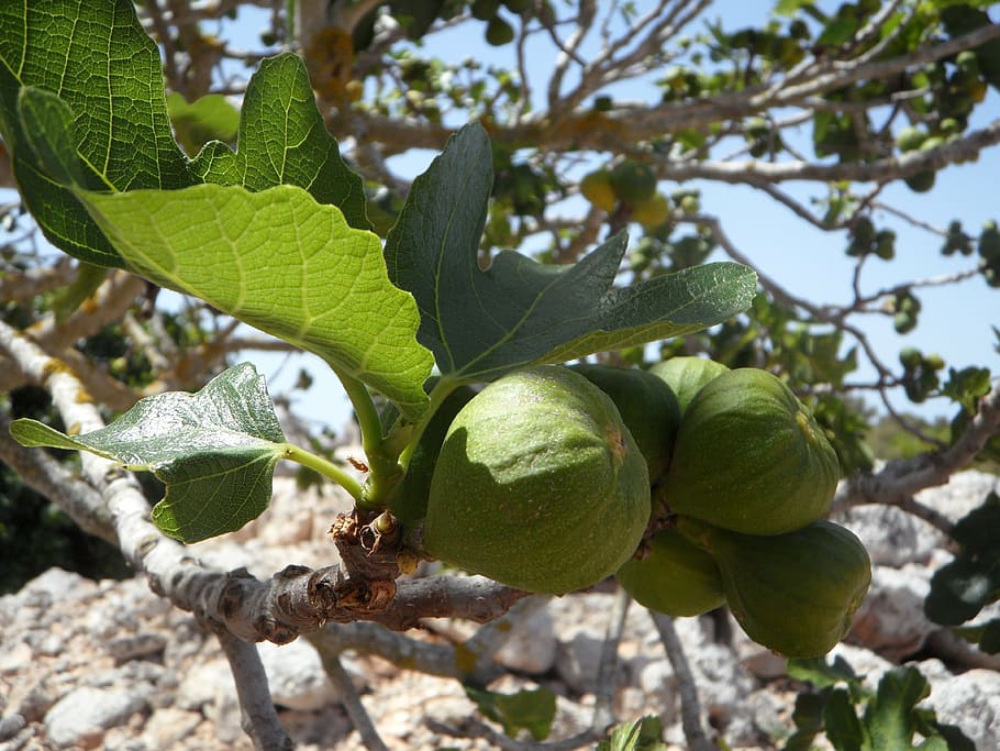 fig, fig tree, real coward, figs, fruit, eat, fruits, green HD wallpaper