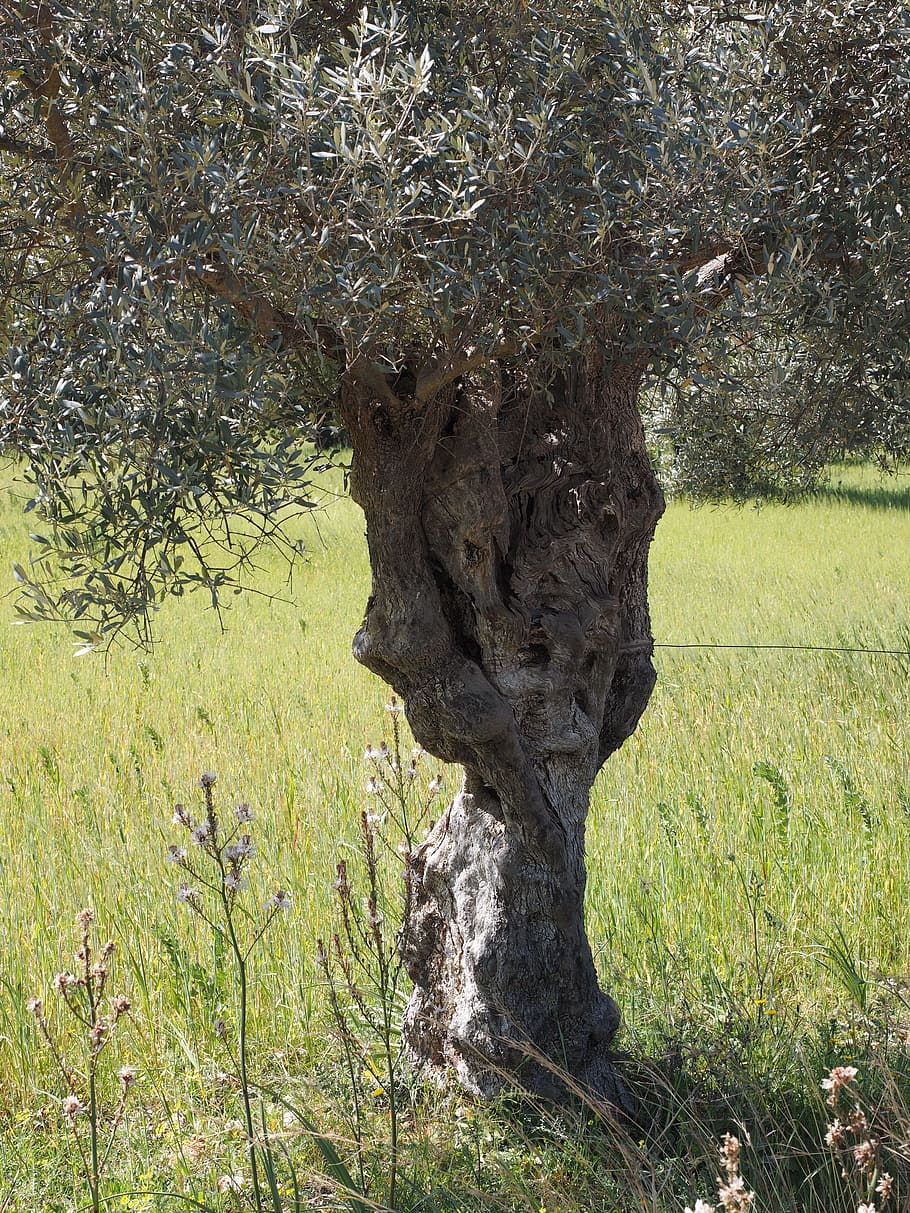 tribe, gnarled, old, olive tree, olive plantation, olive garden HD wallpaper