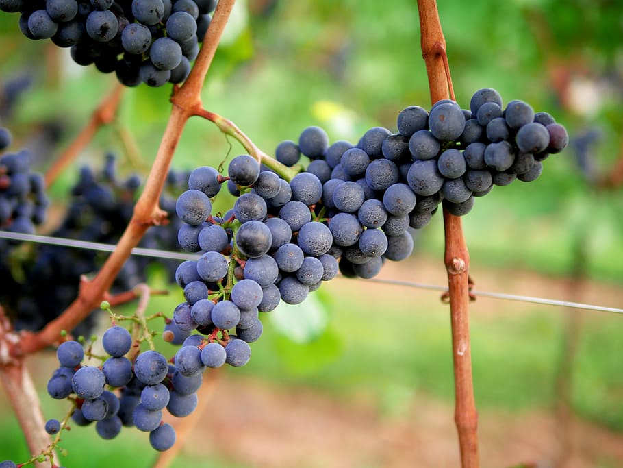 Grapes, Red Wine, Vineyard, Winegrowing, fruit, stengel, leaves, HD wallpaper