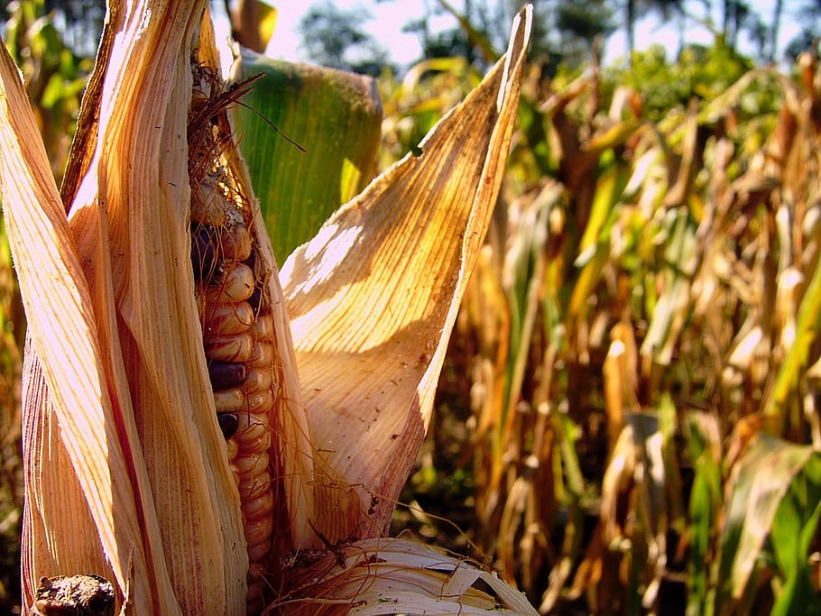 millo, corn, ancient maize, galicia, agriculture, agricultural, HD wallpaper
