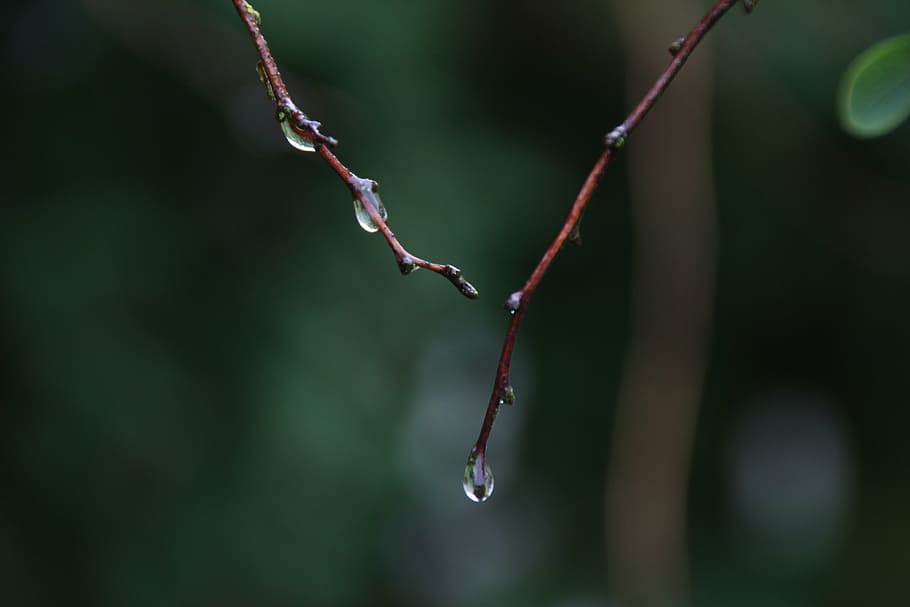 raindrop, dew, aesthetic, nature, macro, water, close-up, focus on foreground, HD wallpaper