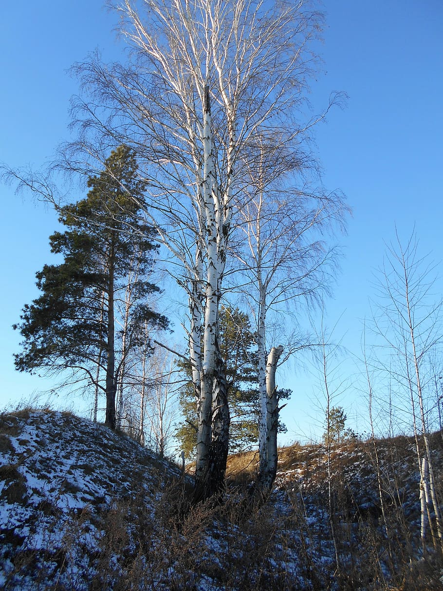 tree, birch, sky, trunk, wood, landscape, nature, winter, snow HD wallpaper