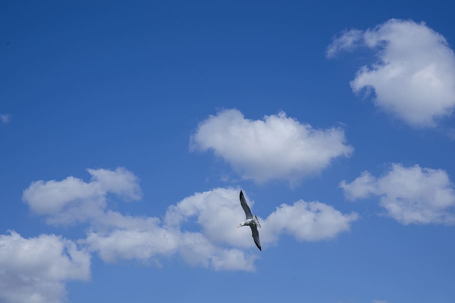 sky, cloud, air, clouds, blue, white, solar, summer, nature HD wallpaper