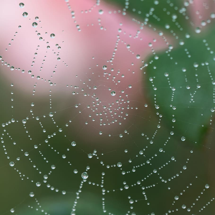 dew on spider web at daytime, water droplets, macro, network HD wallpaper