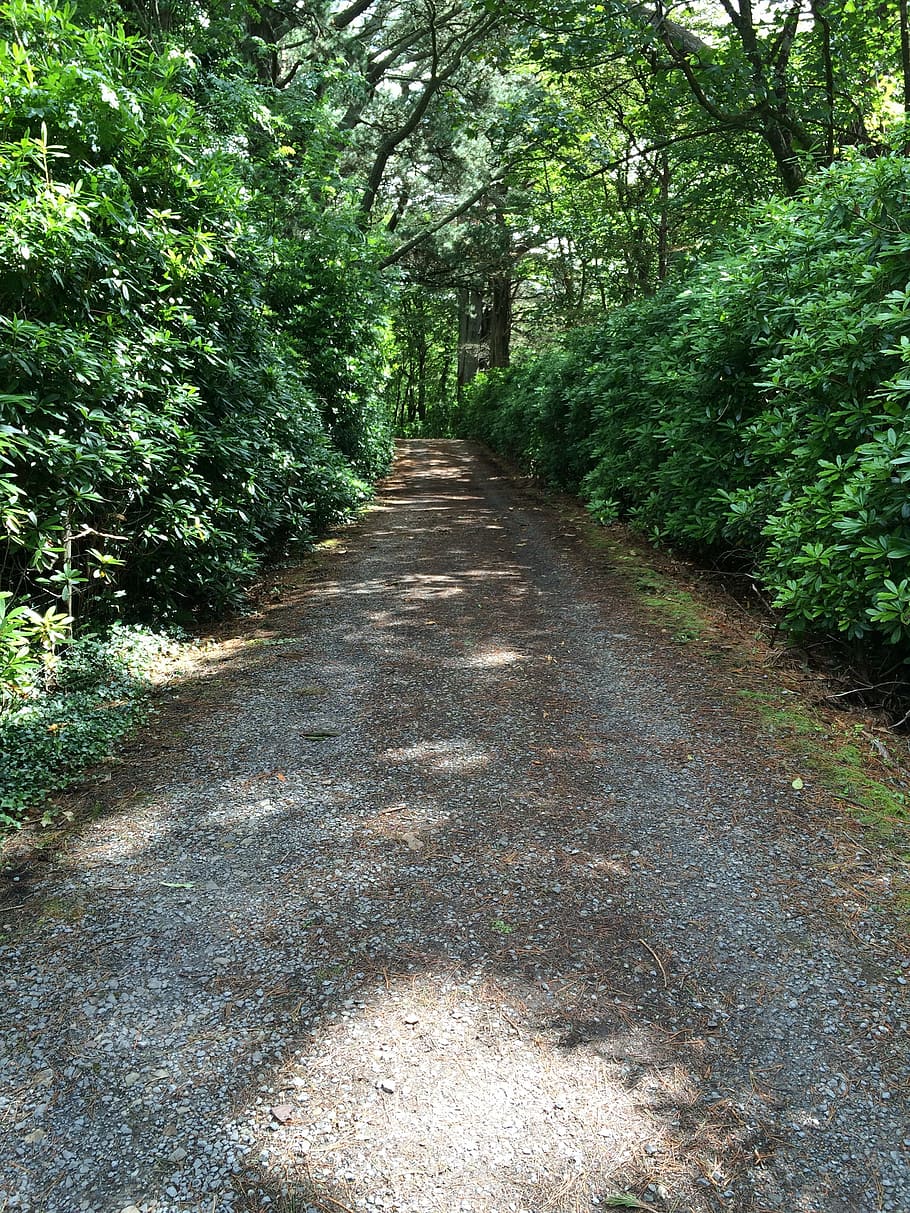 road, tunnel, path, bushes, outdoor, perspective, forest, nature HD wallpaper