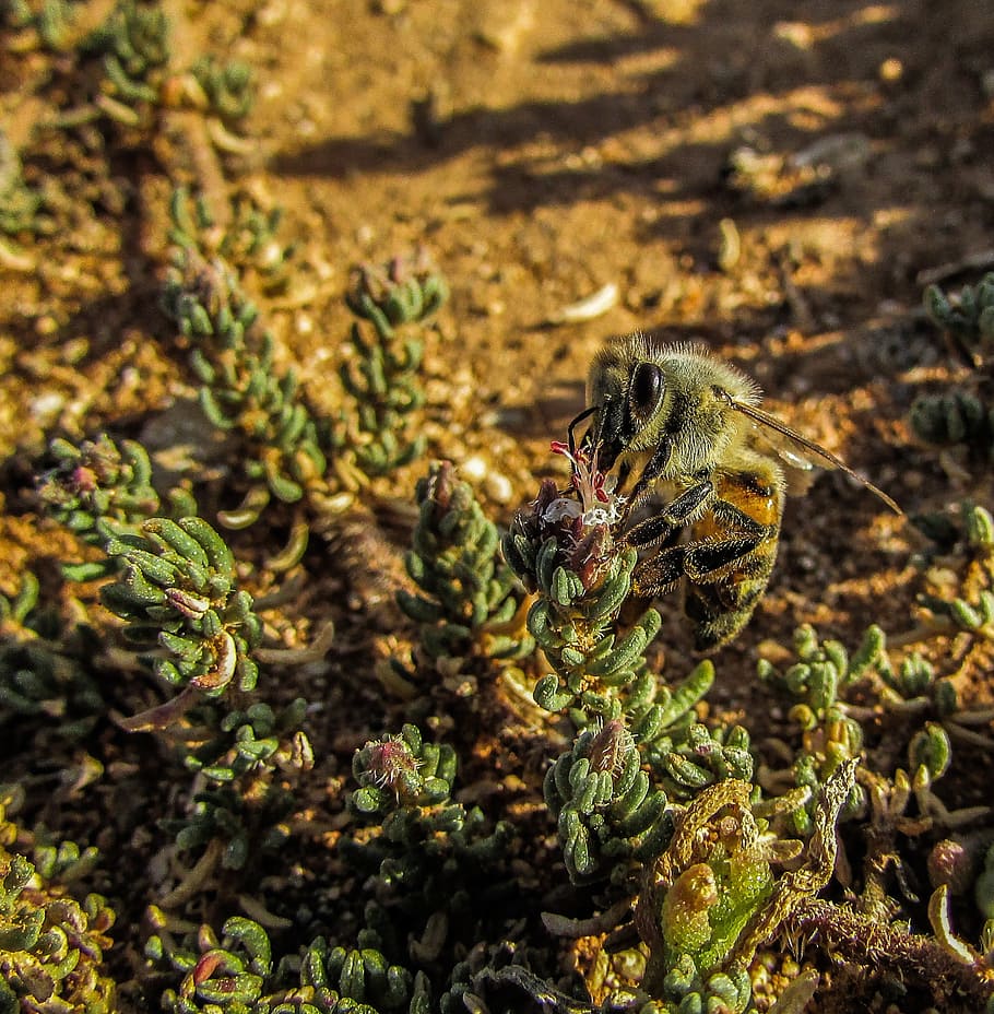 bee, insect, macro, busy, working, close-up, animals in the wild HD wallpaper