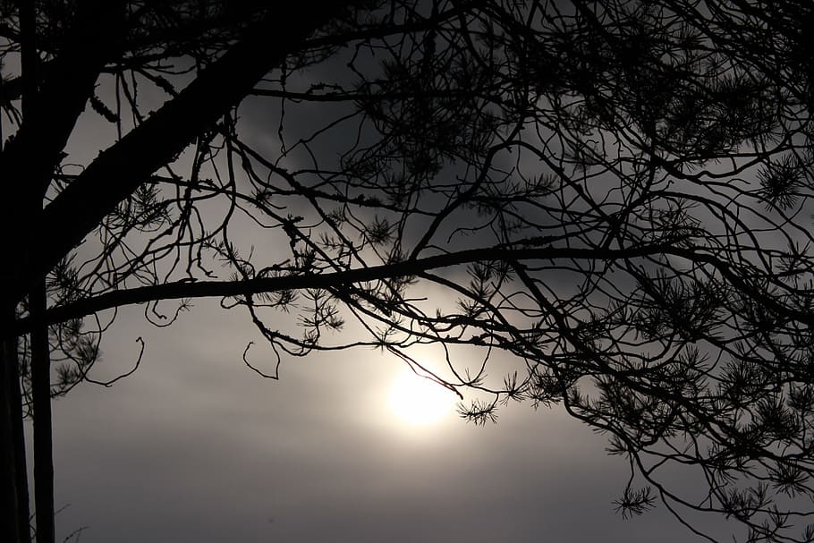 tree, backlight, overcast, branch, leaf, sun, sky, silhouette HD wallpaper