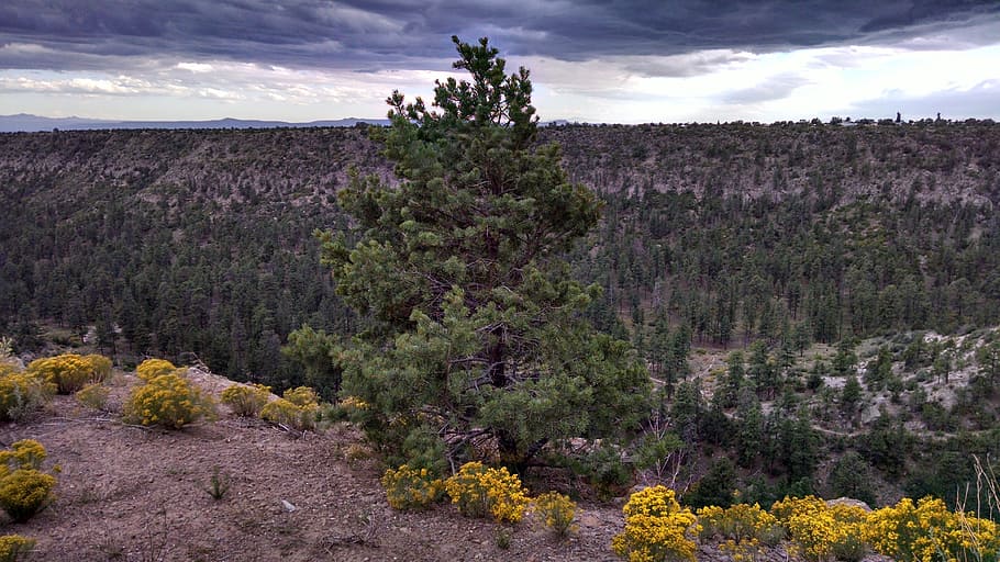 Tree, Flowers, Canyon, cloudy sky, landscape, clouds, grass HD wallpaper