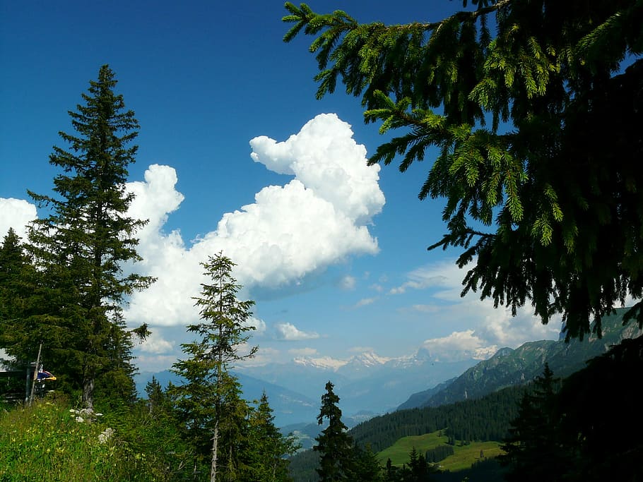 cloud, sky, blue, alpine, mountains, clouds form, firs, summer HD wallpaper