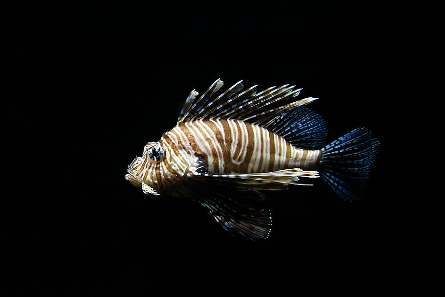 brown and blue fish, lionfish, ocean, striped fish, invasive species HD wallpaper