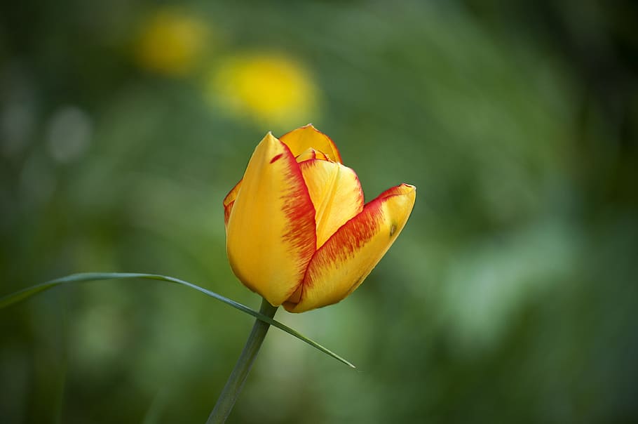 Flower, Spring, Tulip, Nature, Garden, colors, grass, green HD wallpaper