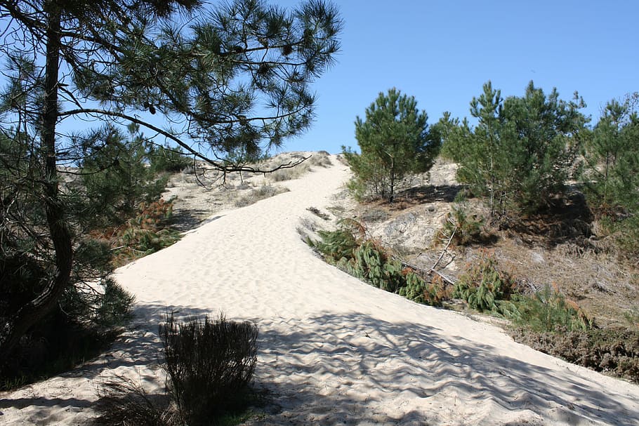 sand, pine, landscape, path, nature, mountain, outdoors, road HD wallpaper