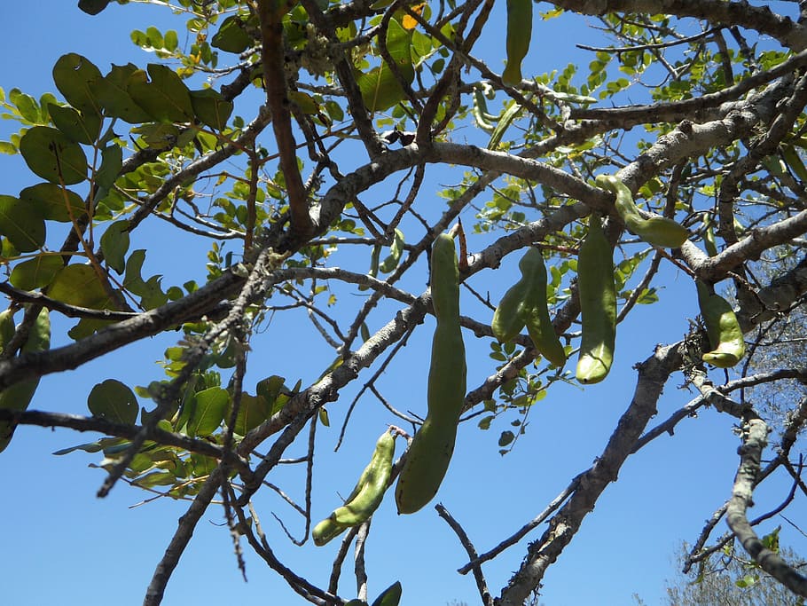 carob, tree, kar whether tree, pods, branch, sky, legumes, boll HD wallpaper