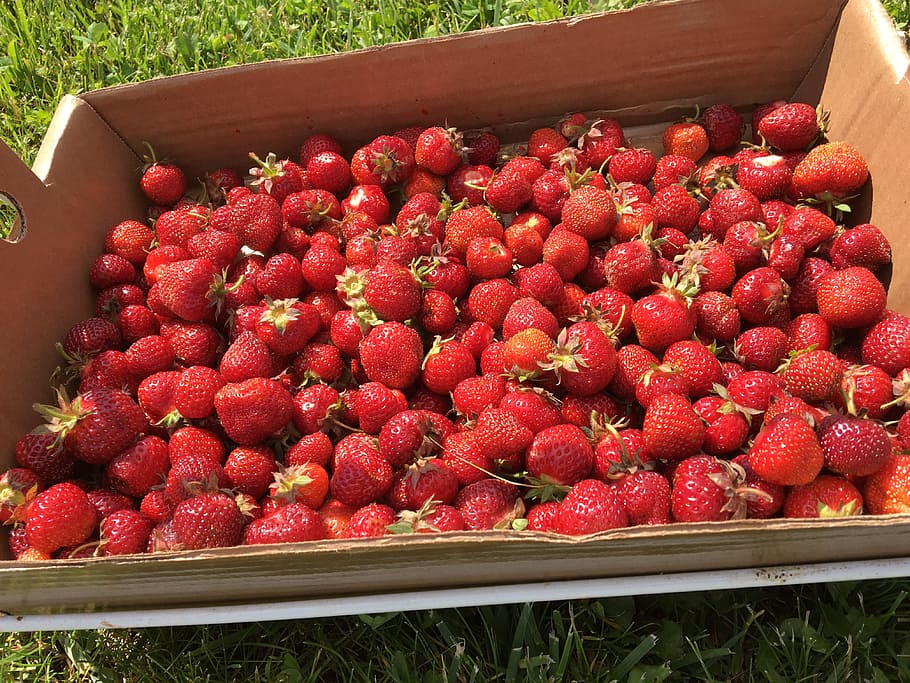 strawberries, summer, fresh, red, healthy, ripe, garden, strawberry HD wallpaper
