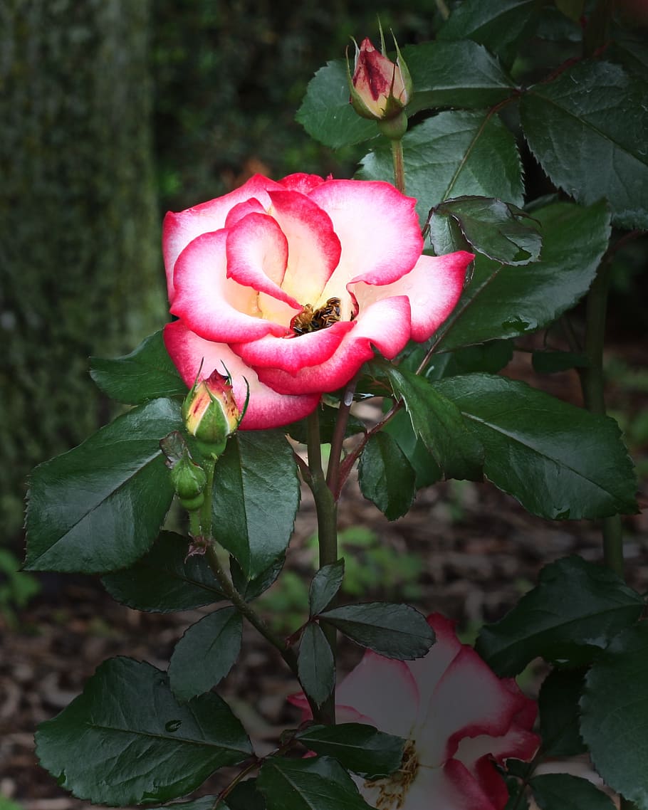 rose, petals, red, white, flower, gardening, pink color, leaf HD wallpaper