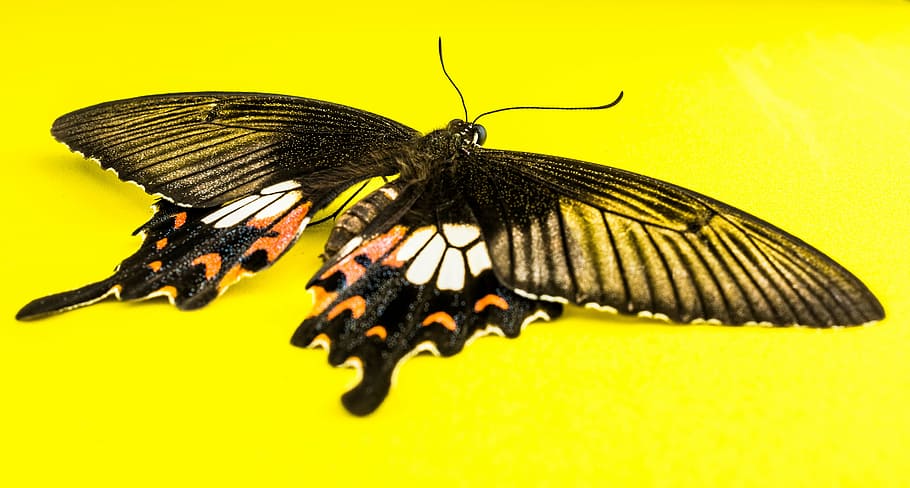 butterfly, insect, butterfly - Insect, nature, animal, animal Wing HD wallpaper