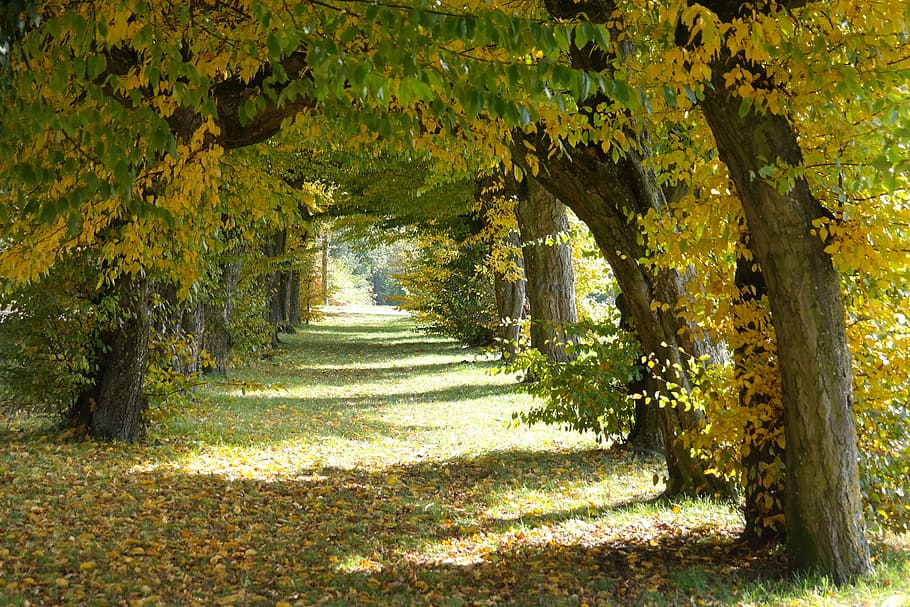 green leafed plants photo during daytime, avenue, castle avenue, HD wallpaper