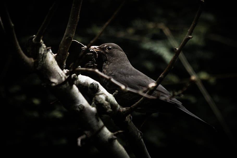 black bird perching on brown tree, black and whtie bird on tree focus photography HD wallpaper