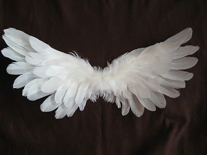 white wing on brown wall, white birds, wings, feather, angel HD wallpaper