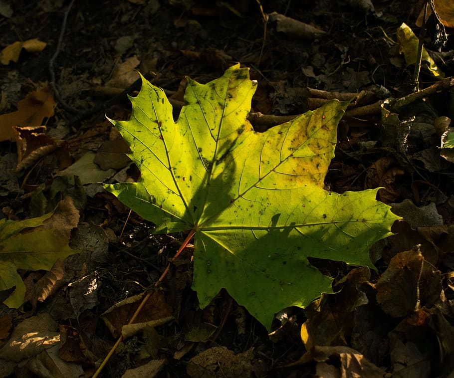green, sheet, autumn, light, autumn leaves, leaf, plant part HD wallpaper