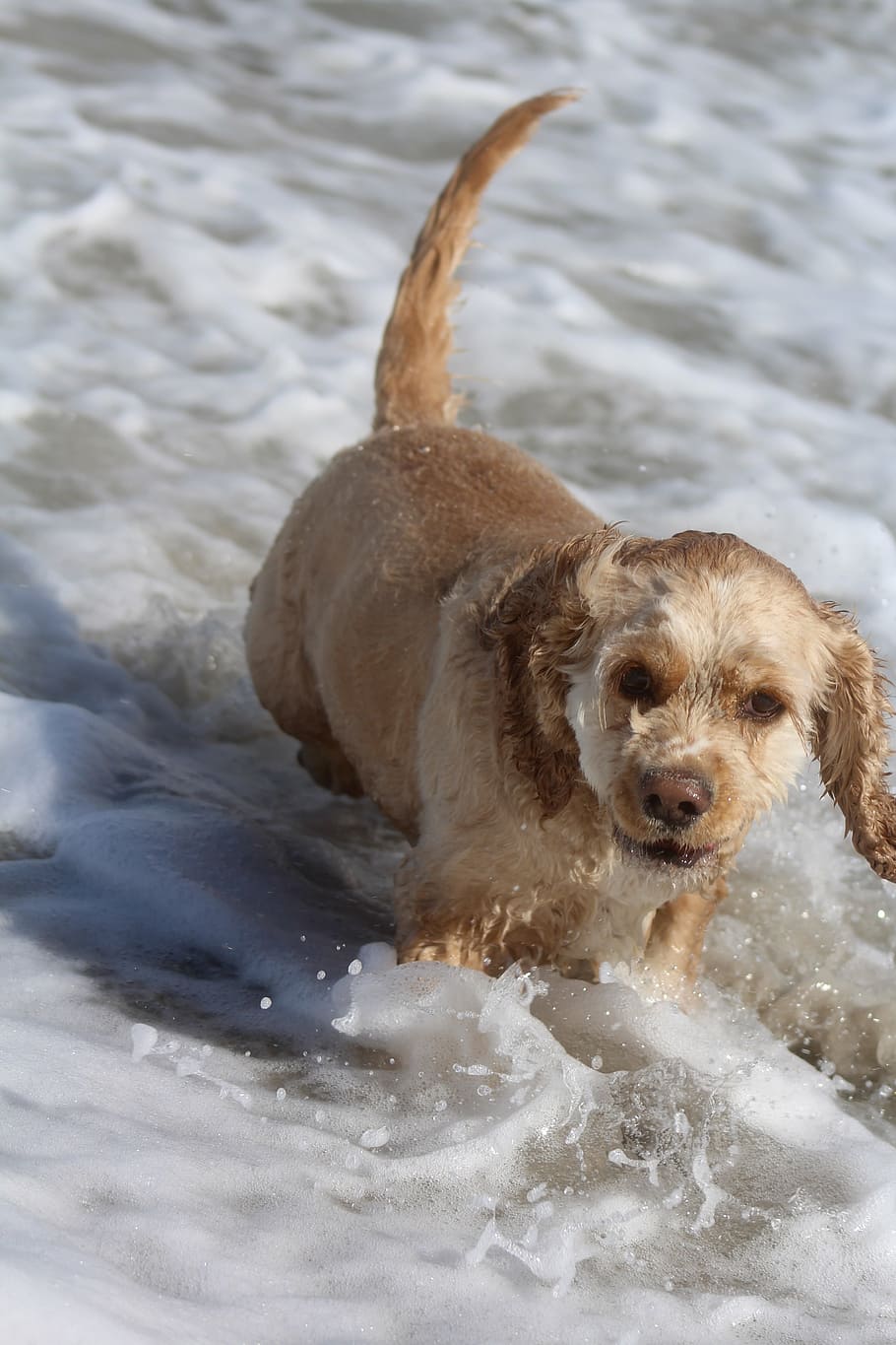 dog on beach, play, fun, joy, movement, summer, sea, wet, cocker spaniel HD wallpaper