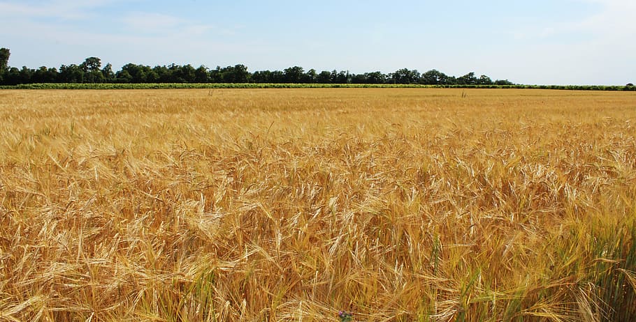 fields, wheat, wheat fields, cereals, epi, agriculture, cultures HD wallpaper