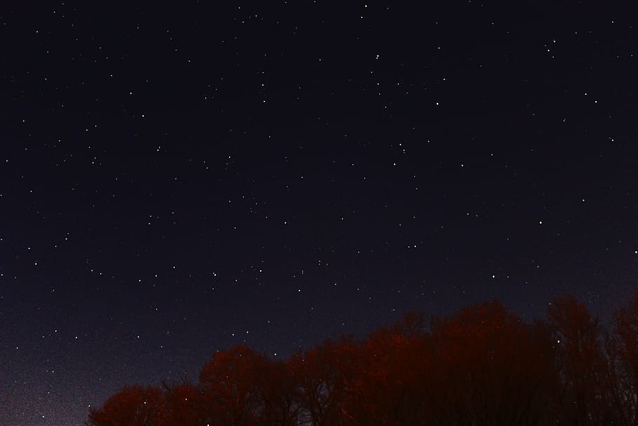 night, sky, space, stars, trees, star - space, astronomy, scenics - nature HD wallpaper