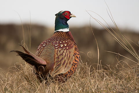 selective focus photography of green and brown chicken, pheasant HD wallpaper