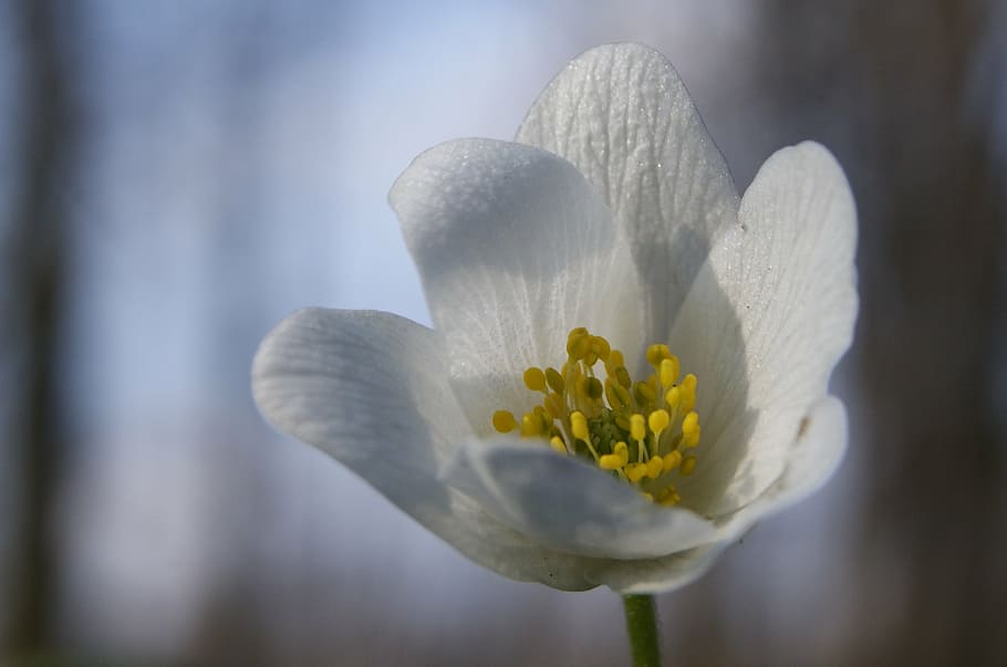 macro, flower, closeup, anemone, yellow, cream, nature, yellow flower HD wallpaper