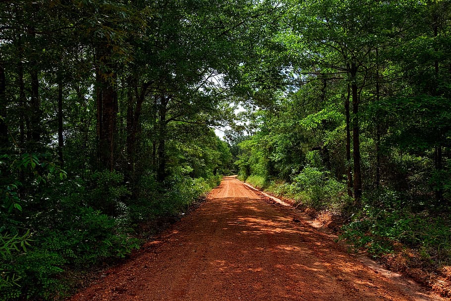 brown muddy roadway surrounded by trees photograph, alabama, dirt road