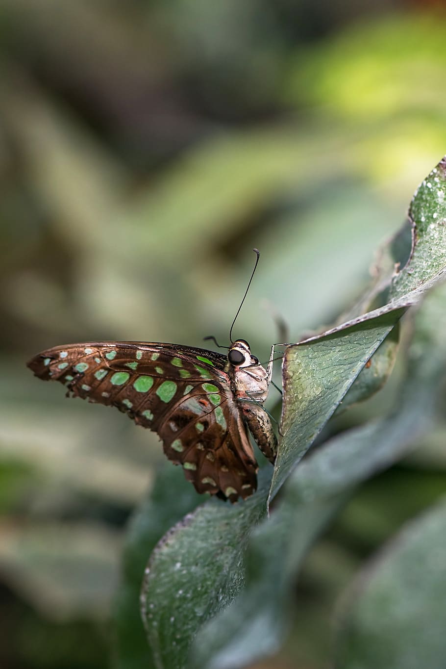 Butterfly, Swallowtails Jay, graphium agamemnon, green spots, HD wallpaper