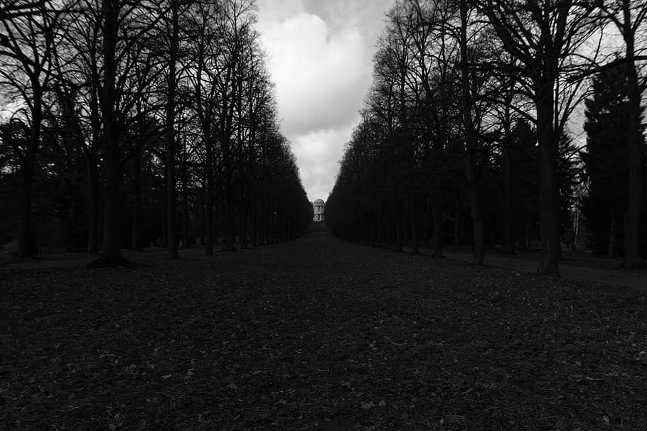 path, trail, trees, plant, land, nature, tranquility, sky, direction HD wallpaper