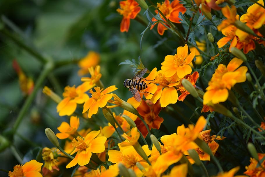Bee, Flowers, Nature, Insect, Spring, pollination, bloom, yellow HD wallpaper